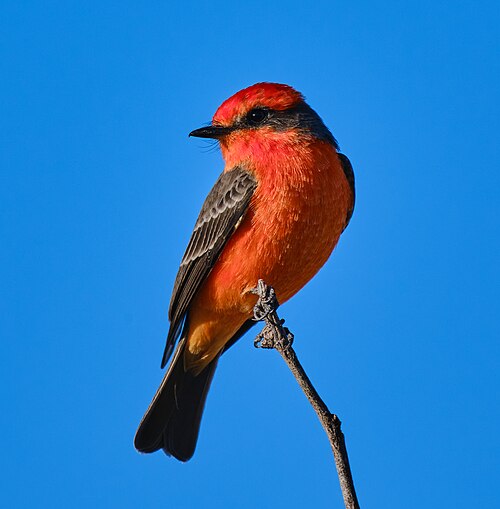 Vermilion flycatcher